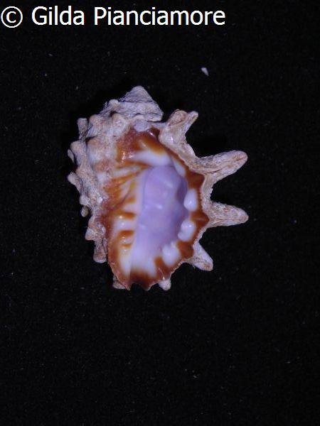 no photo for this shell